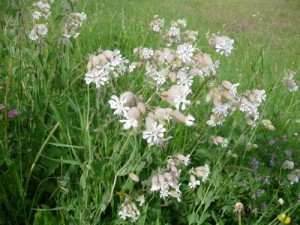 LA Foux Dallos 038